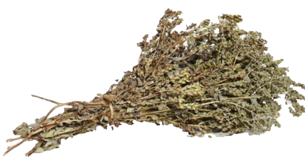 Oliveology Greek Oregano